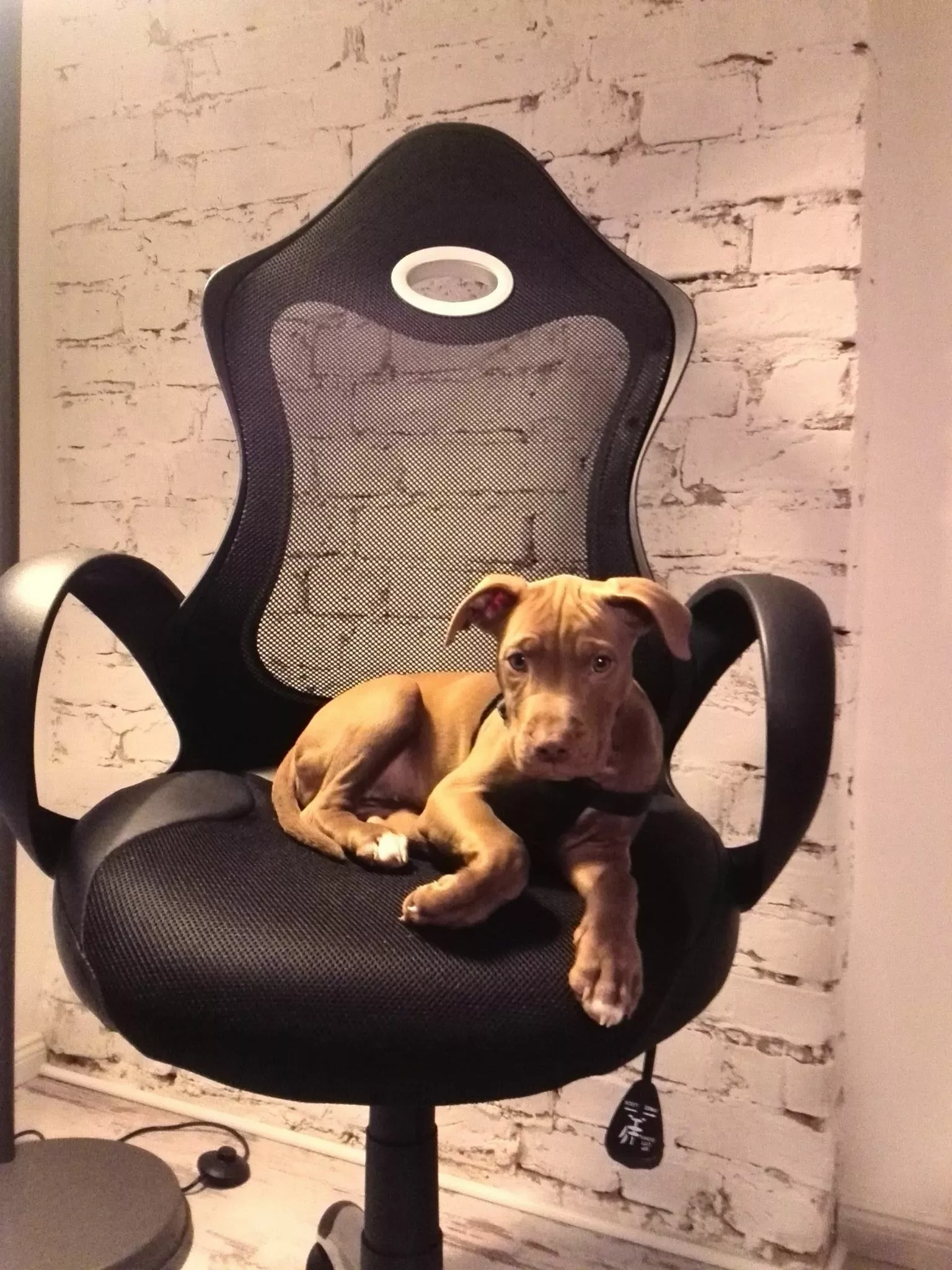 Beliani Silla De Oficina Reclinable De Poliéster Negro/plateado ICHAIR 5 Beliani Silla De Oficina Reclinable De Poliéster Negro/plateado ICHAIR - Imagen 3